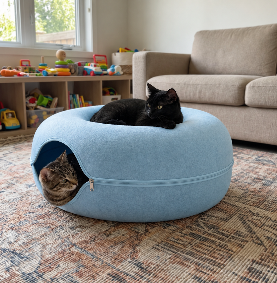Two young cats ambushing each other through the openings of the PetRoot Cave.